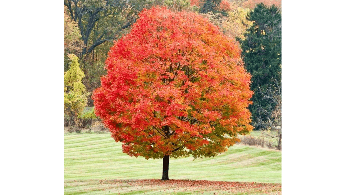 Sugar Maple Tree - 10-18" Tall Seedling - Quart Pot - Live Plant - Acer Saccharum