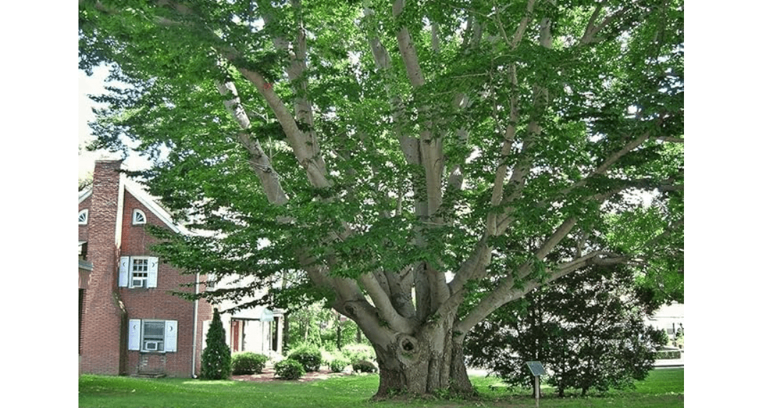 2 American Beech Trees - 6-12" Tall Live Plants in Quart Pots - Fagus grandifolia