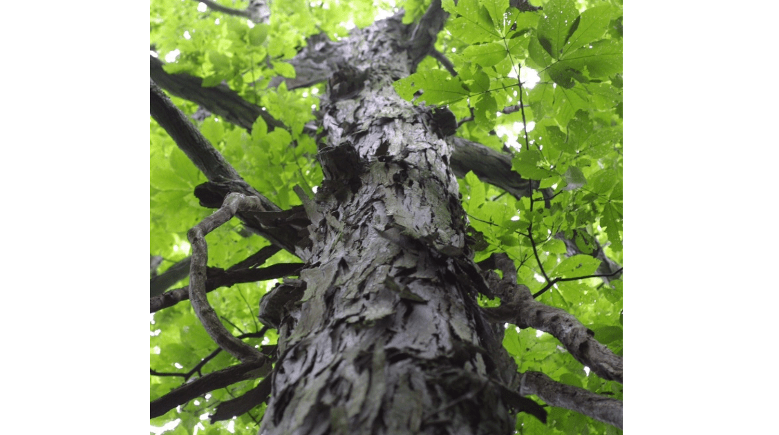 Palm Beach Medicinal Herbs - Shagbark Hickory Tree (Carya ovata) - Packet of 3 Seeds