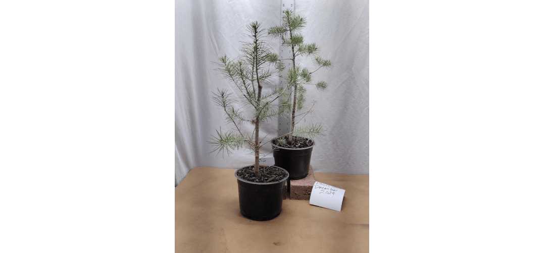 Douglas-fir 3 Year Old Live Tree in Nursery Pot. Pseudotsuga Menziesii. Landscape. Christmas Trees. Bonsai.