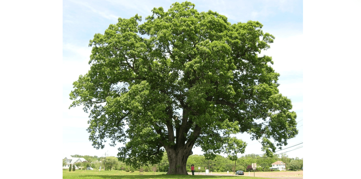 White Oak Tree Seedlings for Planting - 1 Yr Old Seedlings of Quercus alba (5 White Oak Trees) - No Ship to California