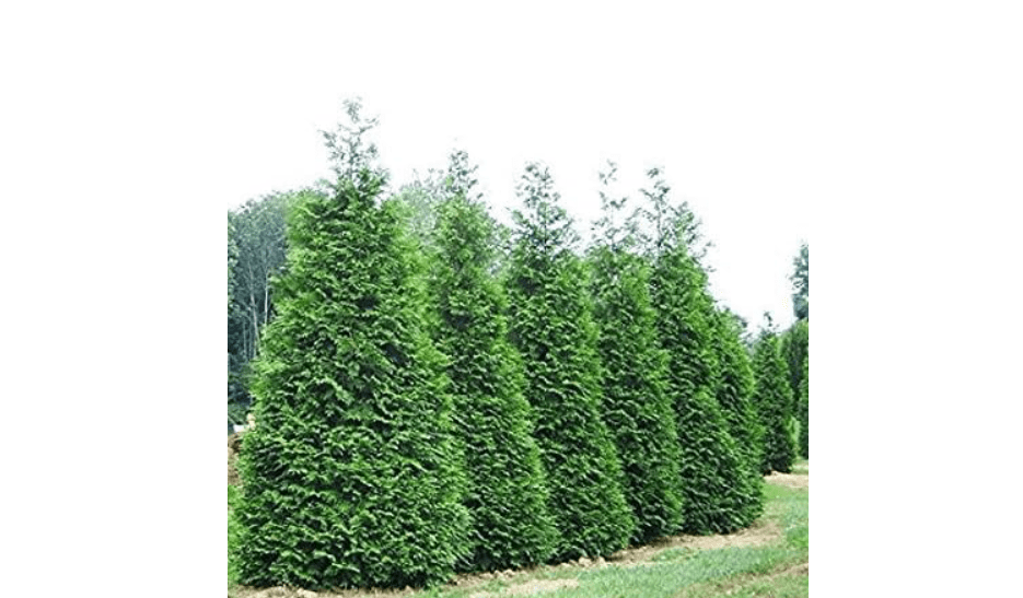 Green Giant Arborvitae (Thuja Plicata) - Western Red Cedar (1, 1 Gallon)