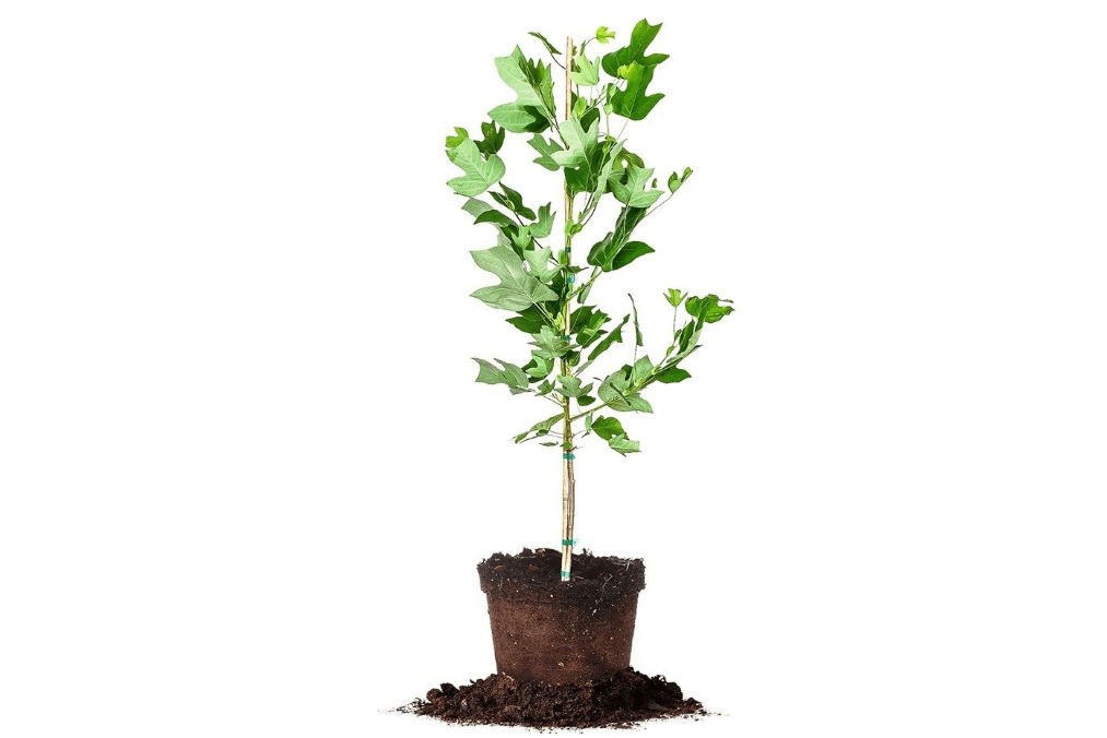 Tulip Poplar - Size: 5-6 ft, Live Plant, Includes Special Blend Fertilizer & Planting Guide