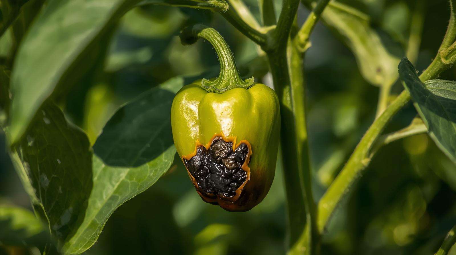 Pepper fruit with blossom-end rot, showing dark sunken spots, highlighting fertilization issues in pepper plants.