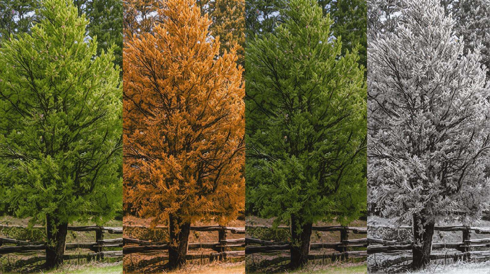Pine tree in four seasons—spring, summer, fall, winter—showing needle changes in a natural landscape.