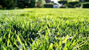 best grass seed for full sun and drought