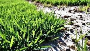 best grass seed florida sandy soil