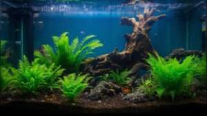 Thriving aquarium with aquatic soil for fish tanks supporting lush plants and colorful fish, creating a stunning underwater ecosystem.