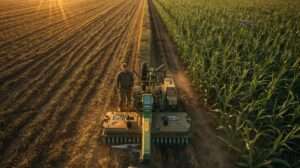 Split aerial view of cornfield showing bare soil with weeds vs. thriving crop under thick rye mulch from mulch and mow, with flail mower in action at sunrise.