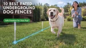 Happy dog in a yard with best rated underground dog fence, marked by flags, ensuring safe play in 2025.