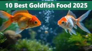 Best goldfish food—sinking spirulina pellet feeding healthy fancy goldfish in lush planted tank.