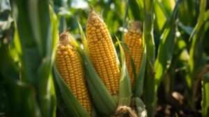 Best Corn Fertilizer