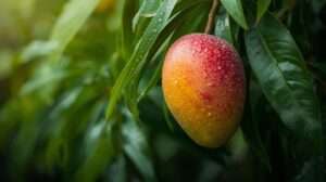 Mango fertilization