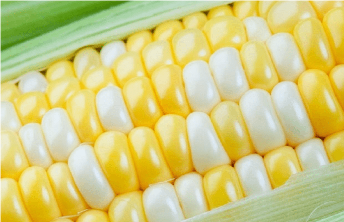 Peaches and Cream Sweet Corn Seeds 250+ Seeds