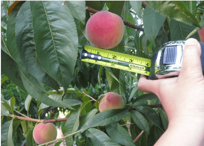 Packages of Artic Supreme White Peach Tree Seeds - 5 Seeds Per Package