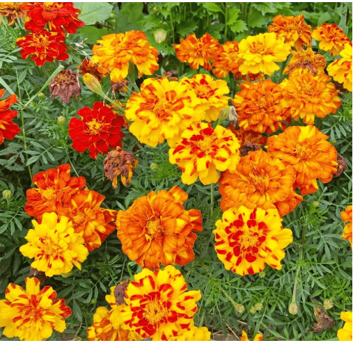 French Marigold Sparky Mix Seeds, Over 5,000 Seeds by Seeds2Go