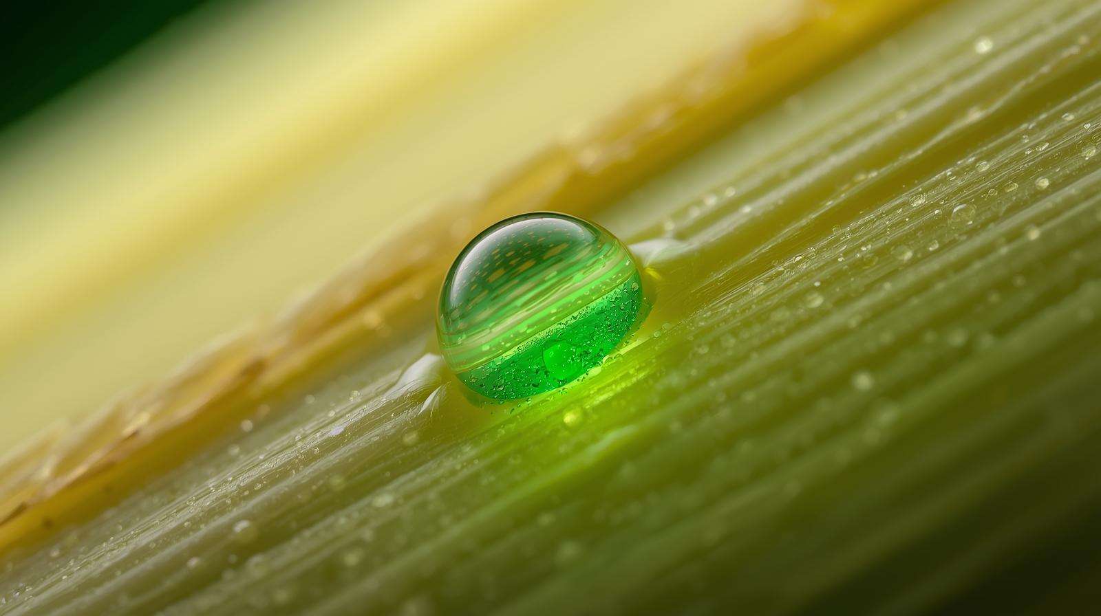 Macro view of stomata absorbing green leaves therapy nutrients on corn leaf for rapid chlorophyll recovery.