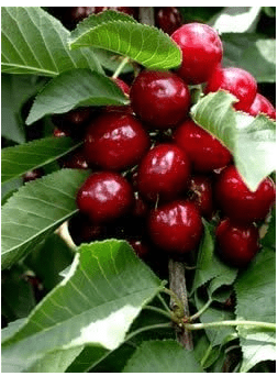 Lapins Cherry Tree - 2 Year Old