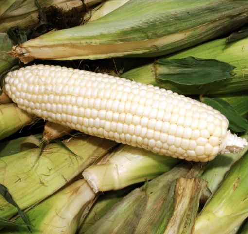 Brownie Brand Hickory King White Sweet Corn Seeds - Non-GMO, Heirloom Variety with Large Ears and Tender, Sweet Kernels - Ideal for Home Gardens, Sustainable Farming, and Fresh Eating. (1/4 Pound)