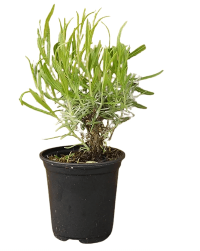 Munstead Lavender 4" – Fresh & Fragrant Lavender Plants for Your Garden or Home – Ideal for Landscaping, Aromatherapy, and Pollinators