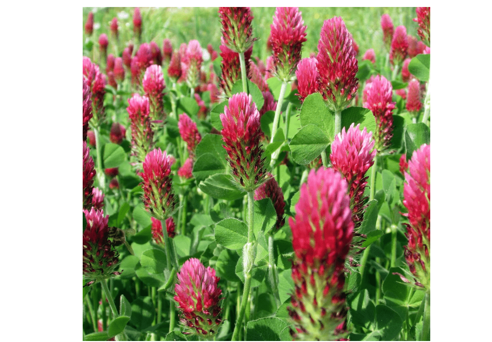 Crimson Clover Seeds, 5 lbs, Annual Red Clover Seeds for Lawn Alternative, Attracts Pollinators, Nitrocoated and Inoculated Seeds