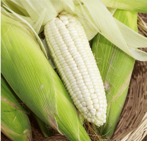 Seed Needs 180+ Corn Seeds Silver Queen Variety | Sweet Corn Seed Zea Mays Heirloom Vegetable Non GMO Untreated | Vegtable Seeds for Planting Produces Sweet White Kernels | Bulk