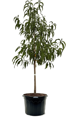Flordaking Peach Tree, Clingstone, Compact, Self-Pollinating, Pink Flowering, 7 gal Nursery Pot, 3-4 ft Tree Height (Due to Agricultural Laws, we Cannot Ship to CA, AZ, AK, or HI)