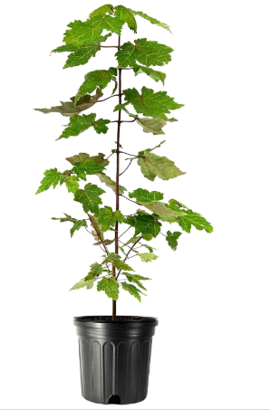 Red Maple | 2 Large Gallon Size Plants | Acer Rubrum | Fast Growing, Beautiful Fall Foliage, Shade Tree, Low Maintenance, Ideal for Landscaping, Stunning Red Leaves, Hardy and Versatile