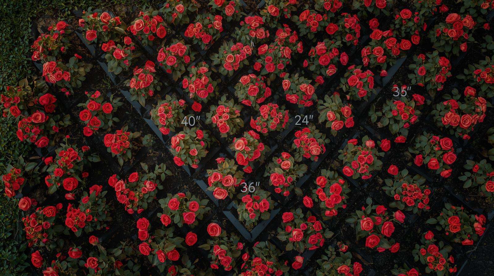 Optimal triangular spacing layout for groundcover roses to achieve full weed-blocking coverage in 2 seasons.