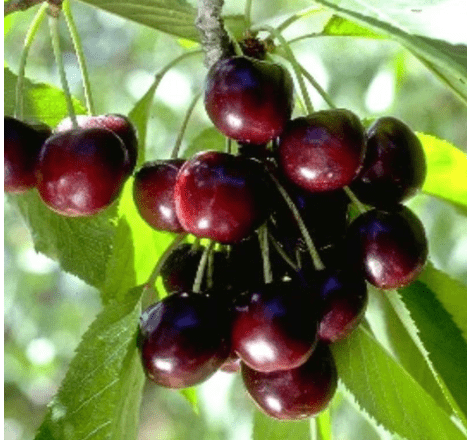 2 Black Cherry Trees Live Plant, Sweet Cherry Plant Live Fruit Tree, in Pot, 1-1.5 Feet Height, Wild Black Cherry Tree Plant for Planting