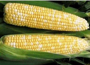 Dirt Goddess Super Seeds ~ Golden Bantam Sweet Corn Seeds (1/2 LB) 1,000 Seeds Non-GMO