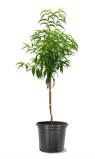 Peach Cresthaven Southern Living 5 Gallon Due to Agricultural Laws, we Cannot Ship to CA, AZ, AK, or HI - Orders Will be Cancelled if You Ship to one of These States