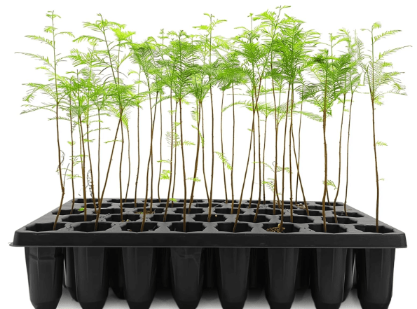 Bald Cypress Taxodium Distichum | 30 Live Plants | Fast Growing Tree, Wetland Tolerant, Deciduous, Ornamental Foliage, Shade Provider, Landscaping Favorite, Fall Color Display