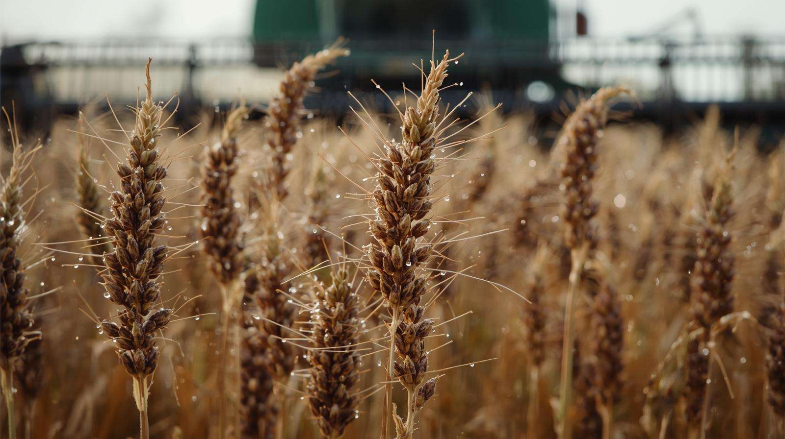 Perfect desiccant timing at 80 % brown pods for maximum alfalfa seed quality