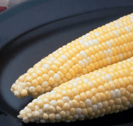Ambrosia Hybrid Corn Garden Seed (Treated) - 1 Lb ~2,080 Seeds - Non-GMO, Bi-Color SE Vegetable Gardening Seeds - Yellow & White