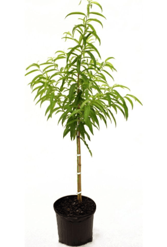 Generic Loring Peach Tree, Freestone, Large Sweet Fruit, Cold Hardy, Self-Pollinating, Fruit Bearing, 5 gal, Nursery Pot, Green