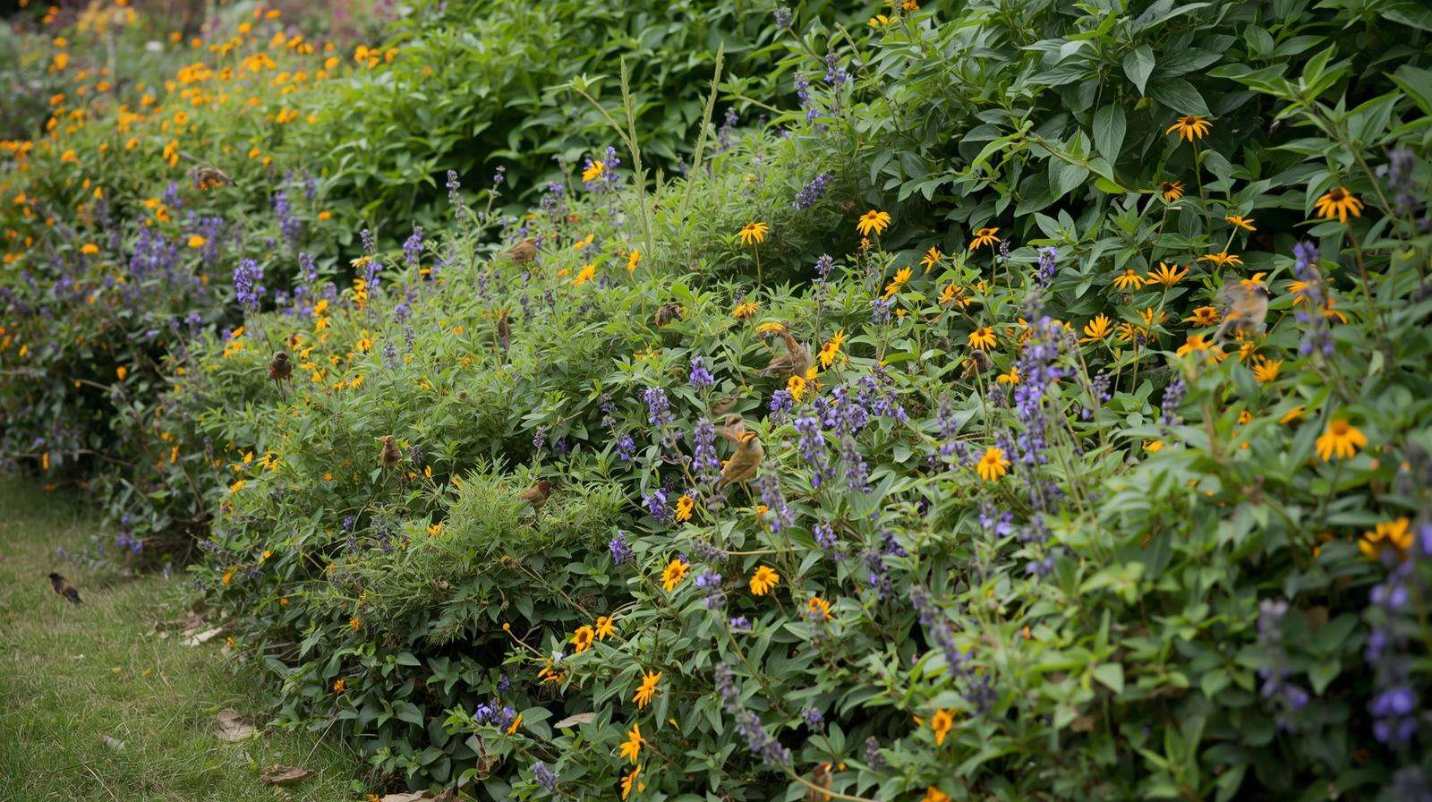 Permaculture hedgerow with native shrubs and wildlife.