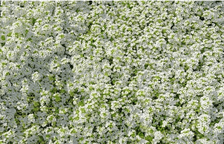 Sweet Alyssum Seeds - Carpet of Snow, Bulk Pack of 50,000 Seeds by Seeds2Go