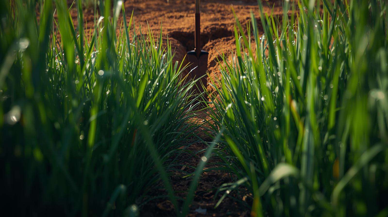 Reel mowing drought tolerant grass at optimal height for maximum stress resistance and zero water.