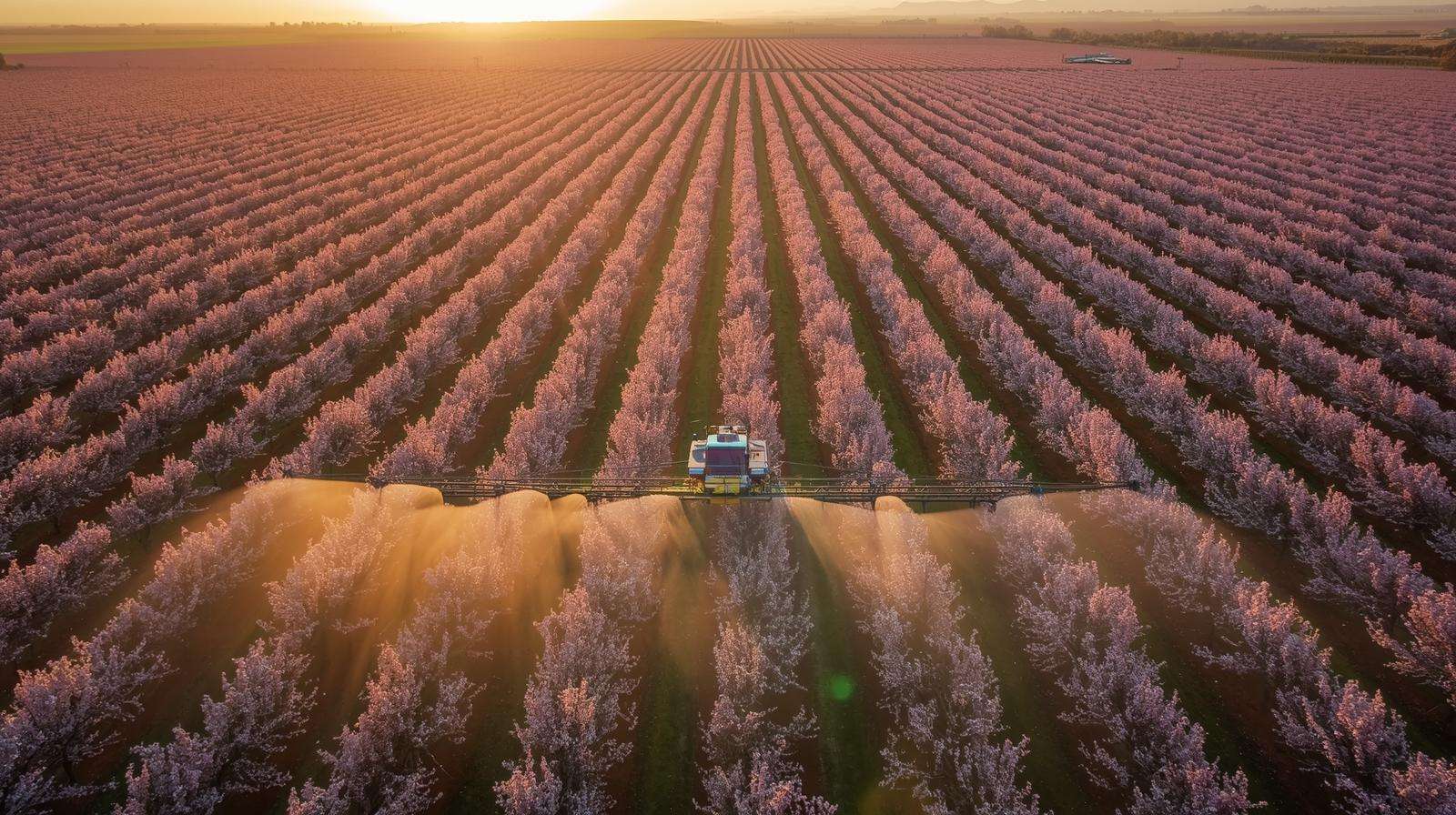 Large-scale green leaves therapy application in almond orchard at petal fall for nut set boost.