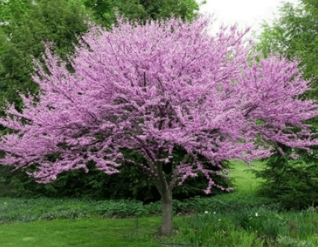 Live Plant - 2 Eastern Redbud Trees - 12-18" Tall Live Plants - 4" Pots - Cercis Canadensis