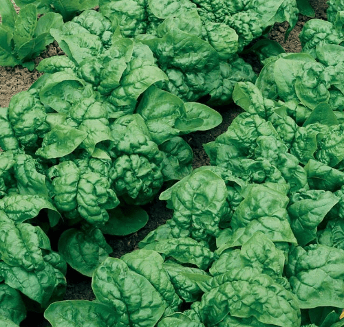 Park Seed Bloomsdale Long Standing Spinach Seeds, Pack of 400 Seeds – Heirloom, 35-50 Days to Maturity, Cold and Heat Tolerant, Nutritious and Flavorful, Ideal for Gardens