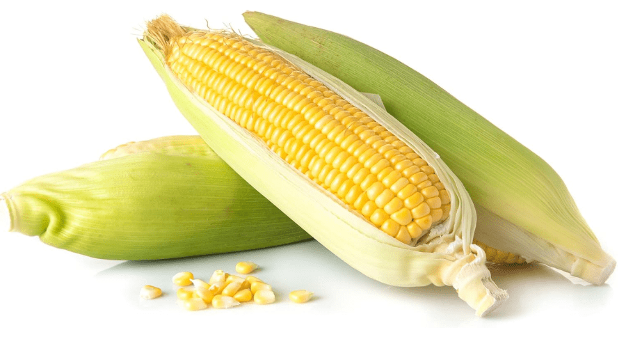 Kandy Korn Hybrid Corn Garden Seeds - 1 Lb - Non-GMO Vegetable Gardening Seeds - Yellow Sweet (SE) Corn Seed & Micro Shoots