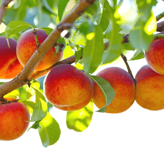 Belle of Georgia Peach Tree, Live Fruit Tree, White-Fleshed Sweet Peaches (3 Gallon/Potted/Single)