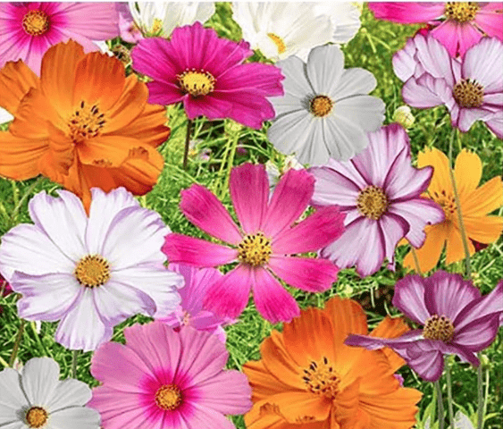 Cosmos Seeds in a Mixture of 11 Varieties - Long Blooming Period in All Zones - Easy to Grow