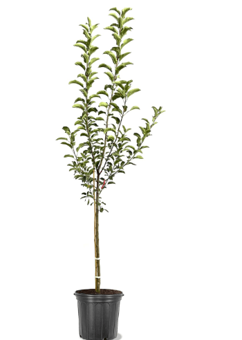 American Plant Exchange Apple Tree 'Liberty' – Live Fruit-Bearing Plant, 5-Gallon Pot, Cold-Hardy, Disease-Resistant, for Home Orchards, Backyard Gardens & Edible Landscapes