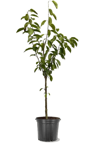 American Plant Exchange Cherry Tree 'Black Tartarian' – Live Fruit-Bearing Plant, 2-3 ft Tall, 5-Gallon Pot, Cold-Hardy, Cherries for Home Orchards, Backyard Gardens & Edible Landscapes