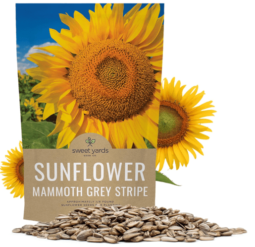 Mammoth Grey Stripe Sunflower Seeds for Planting – Bulk Quarter Pound Bag – Over 1,000 Open Pollinated Non-GMO Seeds – Helianthus annus