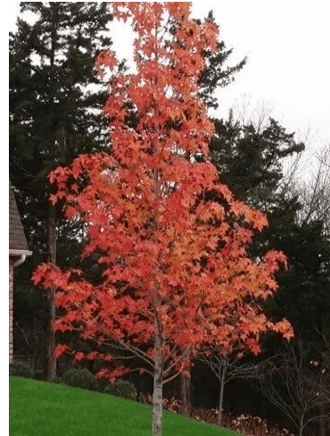 Sweetgum Tree – Qt Pot (Liquidambar styraciflua)
