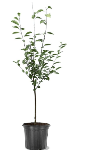 Montmorency Fruiting Cherry Tree, Tart Fruit, Vibrant Foliage, Self Fruitful, 5 gal Nursery Pot, 3-4 ft. Tall (Due to Agricultural Laws, we Cannot Ship to CA, AZ, AK, or HI)